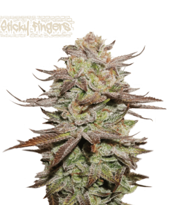 sticky fingers autoflower