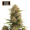 super skunk autofiorenti
