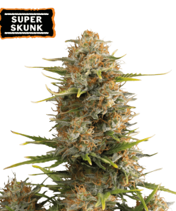 super skunk autofiorenti