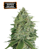super skunk femminizzata