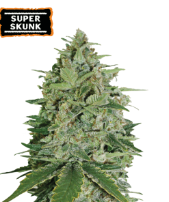 super skunk femminizzata