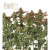 terp tonic auto