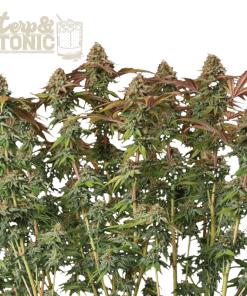 terp tonic auto