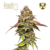 terp tonic fem