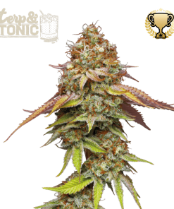 terp tonic fem