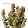 thunder banana auto