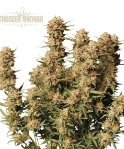thunder banana auto