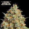 triton biscotto lime auto