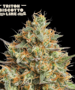 triton biscotto lime auto