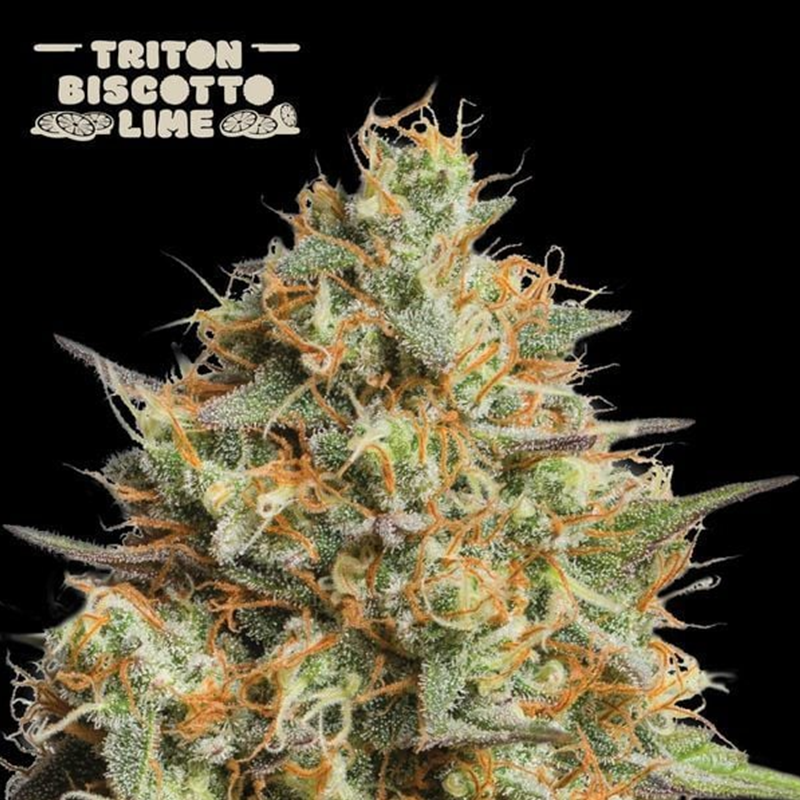 triton biscotto lime auto