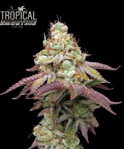 tropical zmoothie