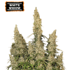 white widow autofiorenti
