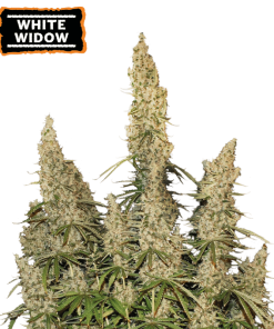 white widow autofiorenti