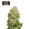 white widow femminizzata
