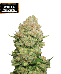 white widow femminizzata