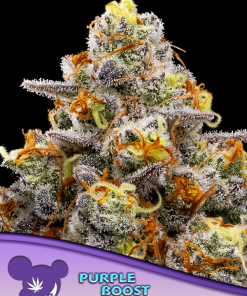 Purple Boost Highness - Femminizzati Stagionali