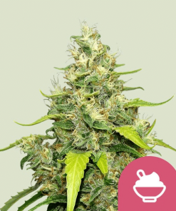 blue gelato