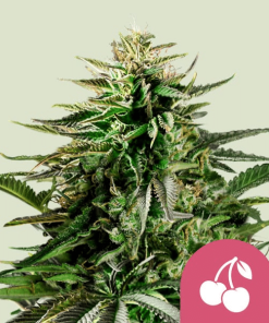cherry pie