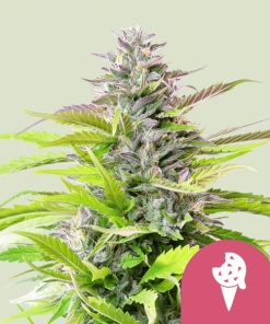cookies gelato