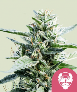 granddaddy purple