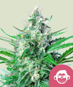 grape ape