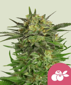 haze berry