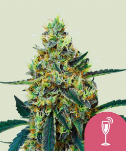 mimosa