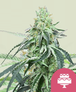 wedding gelato