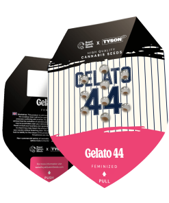 Alternative view of Gelato 44 - Tyson 2.0 - Femminizzati Stagionali