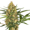 blueberry bubblegum auto sensi