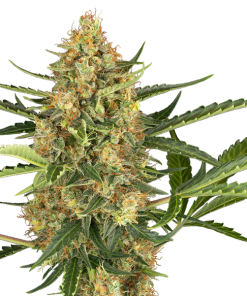 blueberry bubblegum auto sensi