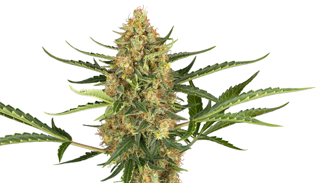 blueberry bubblegum auto sensi