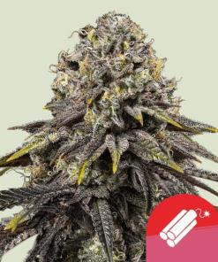 dynamite diesel