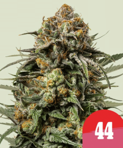 gelato 44