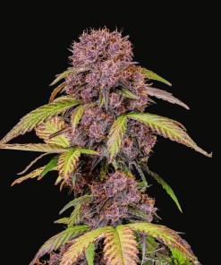 Lemon Cherry Cookies Auto - Autofiorenti Femminizzati