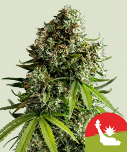 nyc sour d automatic