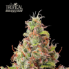 tropical zmoothie auto
