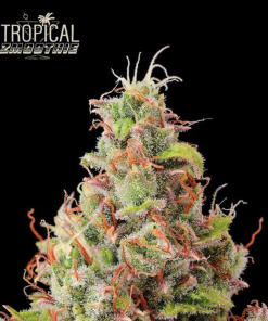 tropical zmoothie auto