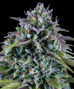 24 carat mephisto genetics autoflower seeds