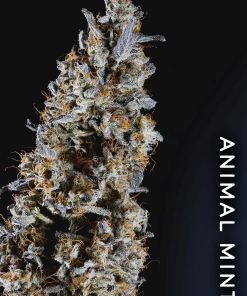 Animorph Mints - Femminizzati Stagionali