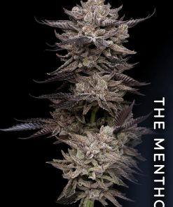 El Valle Haze - Femminizzati Stagionali