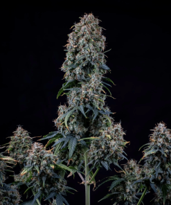alien vs triangle avt mephisto genetics autoflower seeds