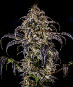 double grape mephisto genetics autoflower seeds