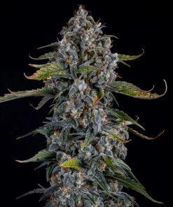 forum stomper mephisto genetics autoflower seeds