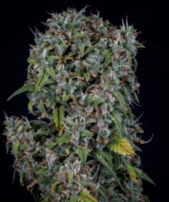 meanbearalienpig mbap mephisto genetics autoflower seeds