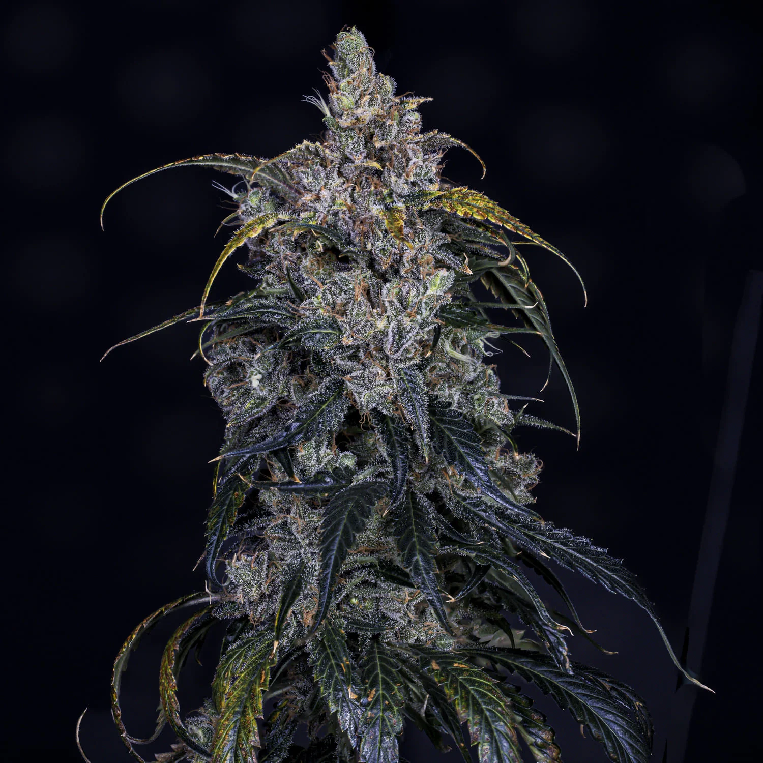 mephisto auto 3bearsog
