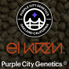 purple city genetics el krem 2022