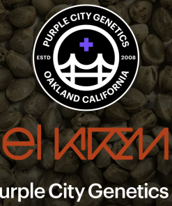 purple city genetics el krem 2022