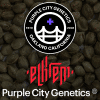 purple city genetics el krem 2025