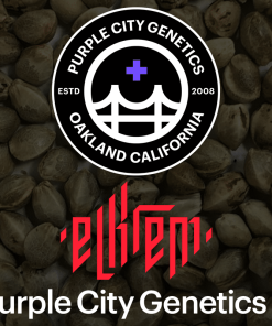 purple city genetics el krem 2025